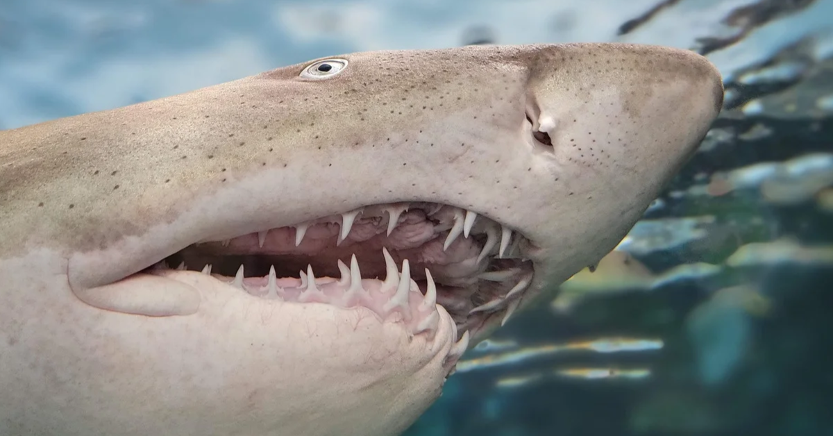 Shark teeth കുട്ടികളിലെ ഇരട്ടപ്പല്ല് Rootz Dental